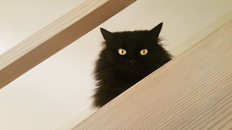 black cat on wooden platform, friday, pet, furry, domestic cat HD wallpaper