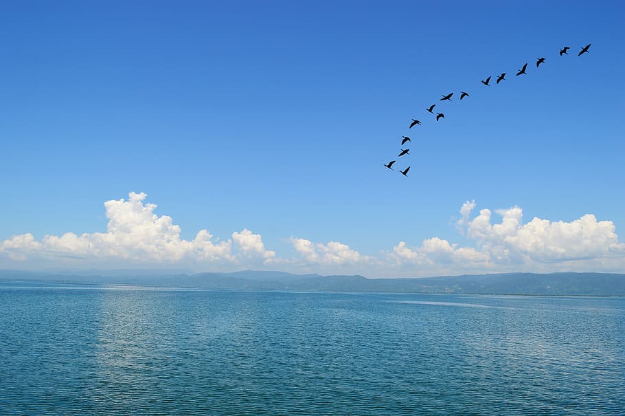 blue, sky, bird, nature, fly, landscape, heaven, light, flying HD wallpaper