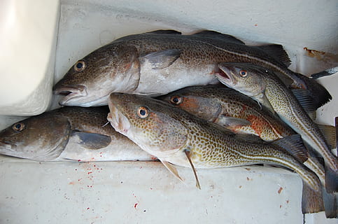 several brown fishes, fishing, cod, feeding, food, freshness HD wallpaper