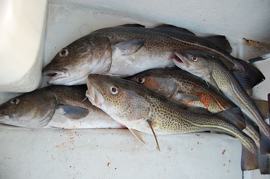 several brown fishes, fishing, cod, feeding, food, freshness HD wallpaper