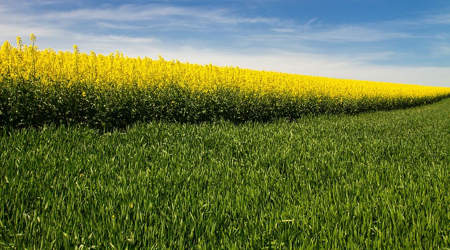 oilseed rape, field of rapeseeds, yellow, diagonal, rape blossom, HD wallpaper