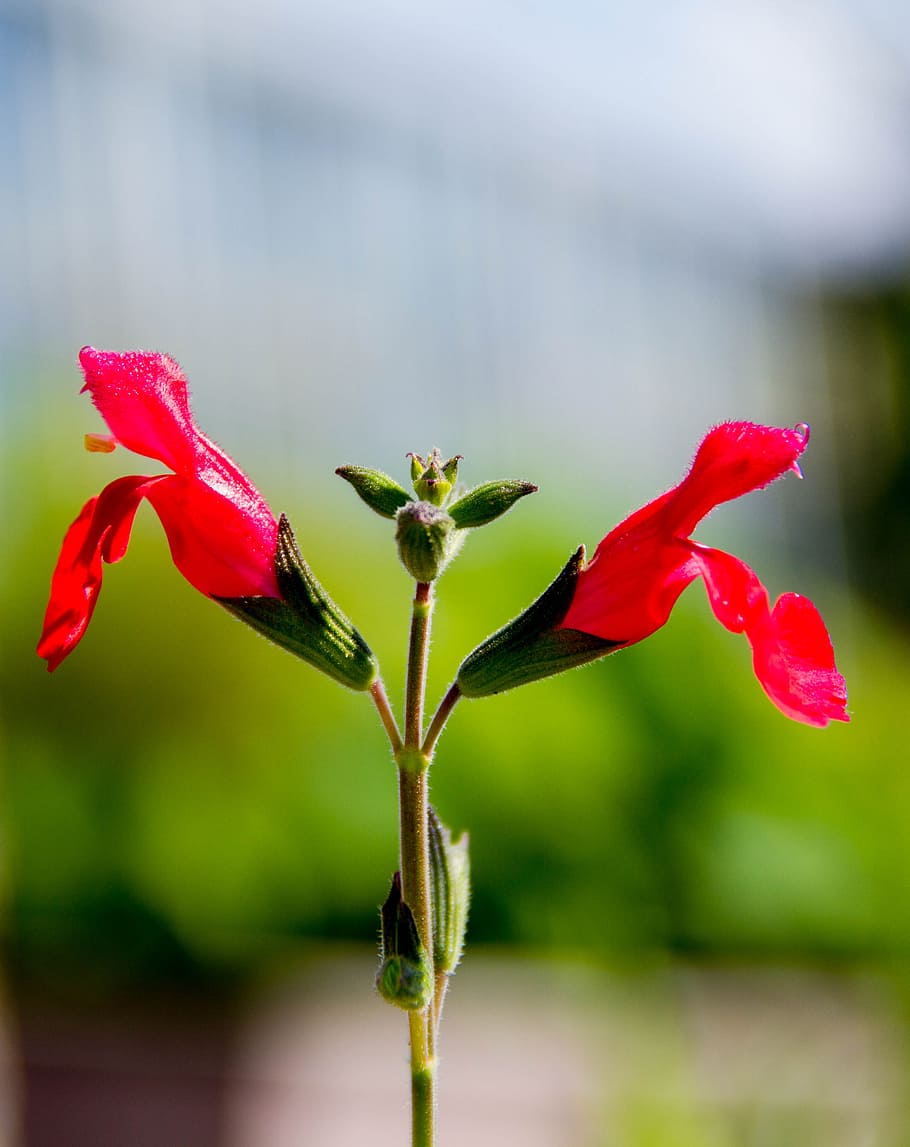 flower, plant, red, flowering plant, fragility, vulnerability HD wallpaper