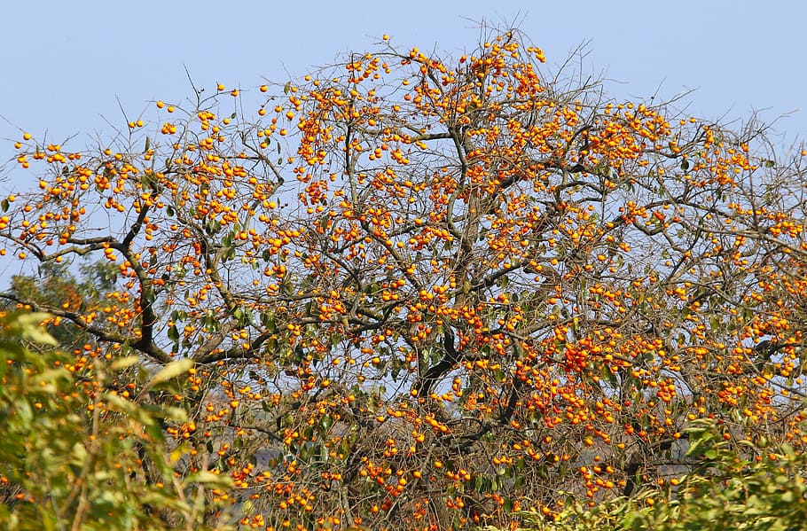 natural, fruit trees, persimmon, orange, orange fruit, autumn HD wallpaper