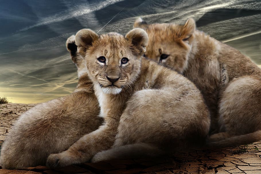 three lion cubs on deserted land, lion babies, wildcat, predator