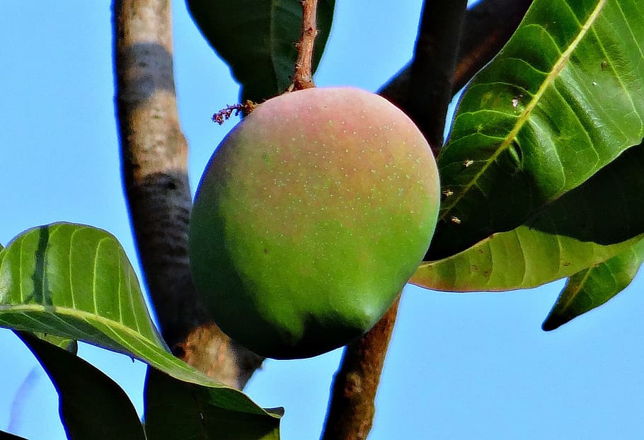 mango, rosy, fruit, attractive, delicious, india, healthy eating, HD wallpaper