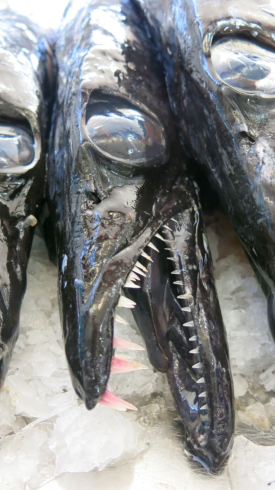 fish, eye, tooth, scabbard fish, slick, predatory fish, hunger HD wallpaper