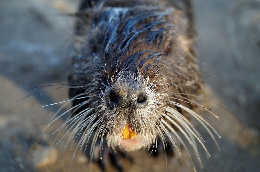 nutria, head, teeth, beard, pond, animal, wild animal, animal themes HD wallpaper