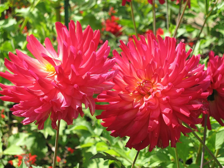 as lien, red, flower garden, flowering plant, fragility, freshness HD wallpaper