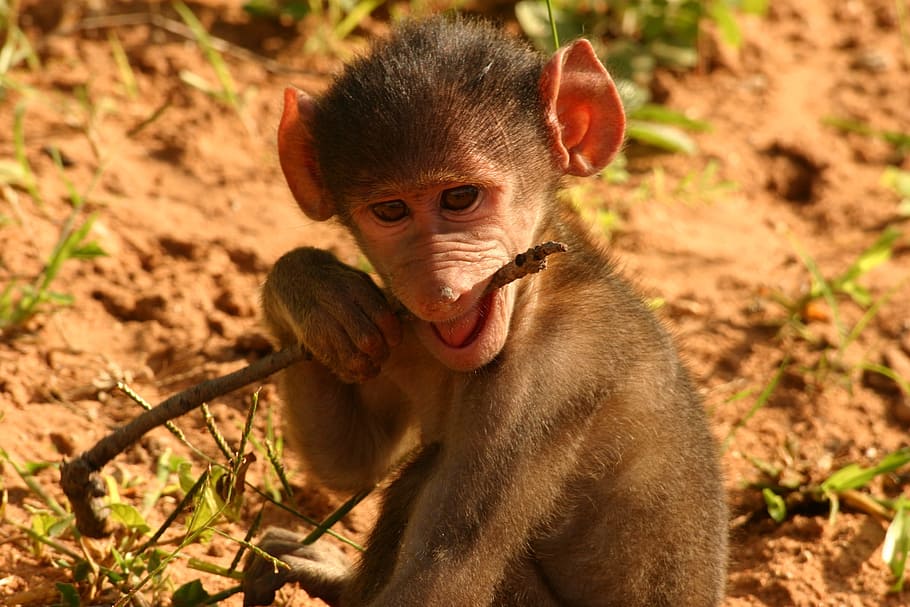 Baby Monkey, young, mammal, animal, primate, wildlife, nature HD wallpaper