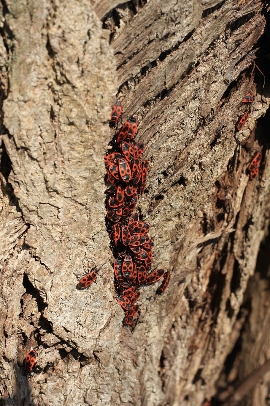 bug, tree, nature, insect, forest, wildlife, wood, animal, outdoors HD wallpaper
