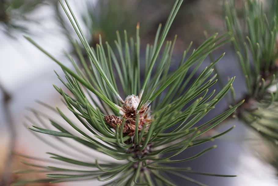 pine, macro, tree, green, spring, aroma, perfume, active substance HD wallpaper