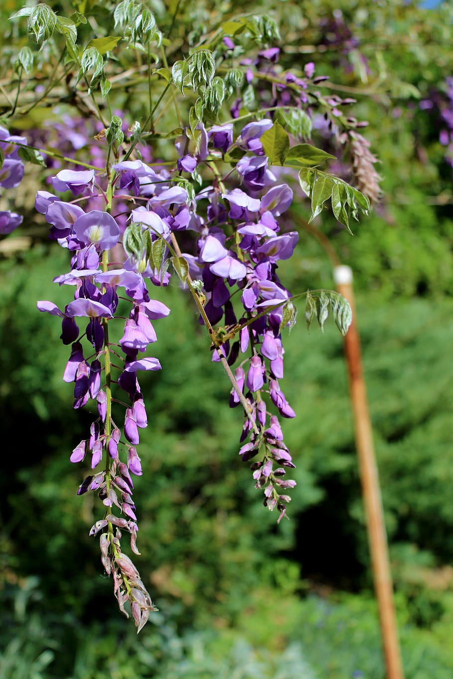 garden, flowers, flowering plant, fragility, vulnerability HD wallpaper