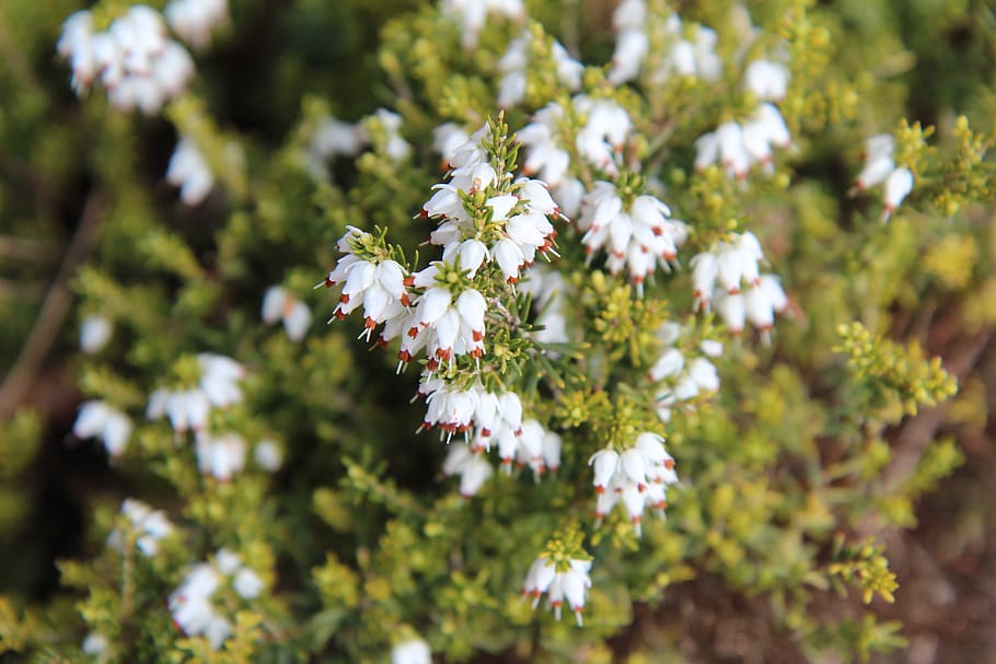 heather white, white flowers, flowering plant, fragility, beauty in nature HD wallpaper