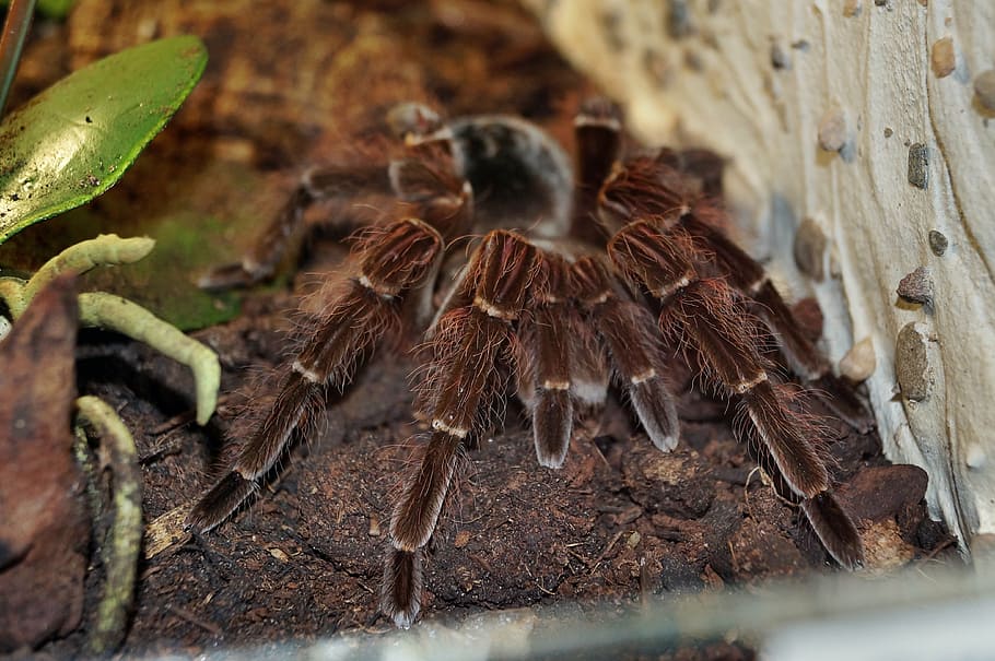 tarantula, spider, macro, creepy, fear, arachnophobia, insect HD wallpaper