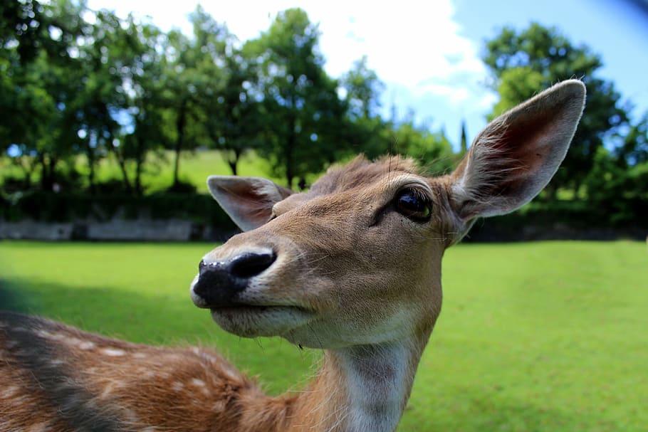 deer, roe, animals, park, muzzle, fawn, wildlife, nature, mammal HD wallpaper