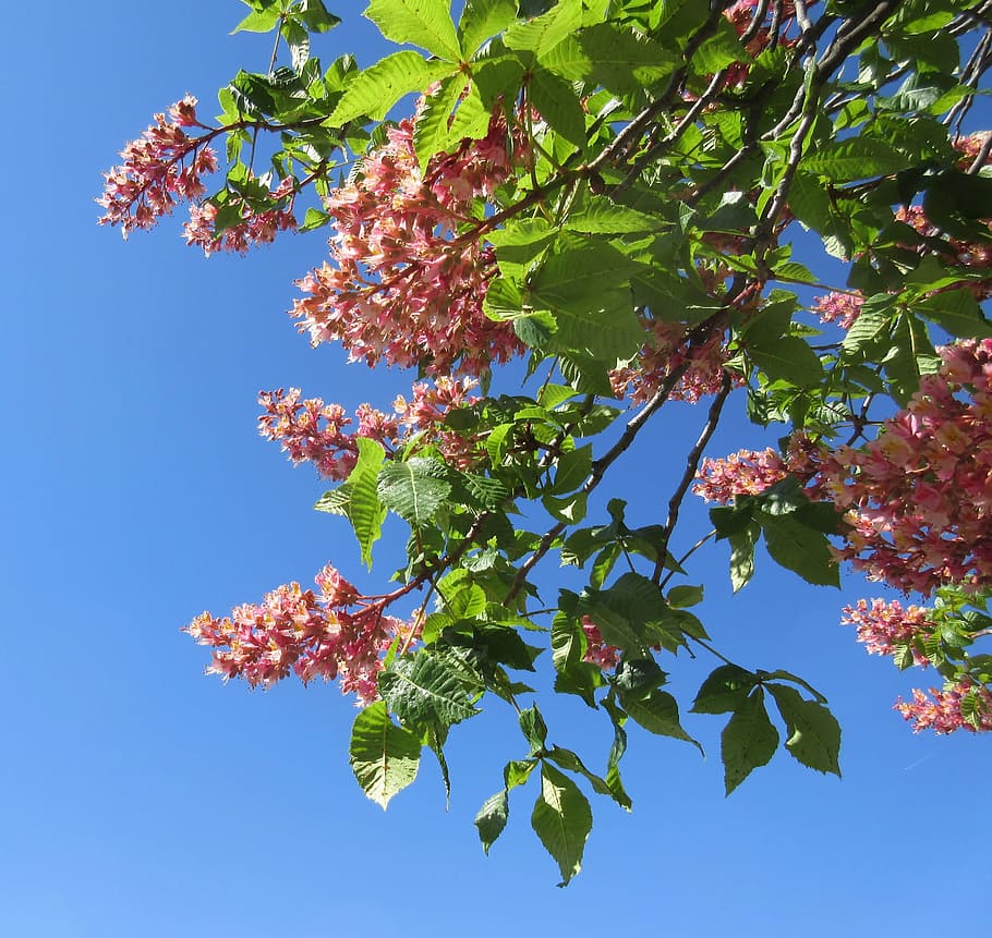 flower, spring, blue sky, green, nature, chestnut, plant, tree HD wallpaper