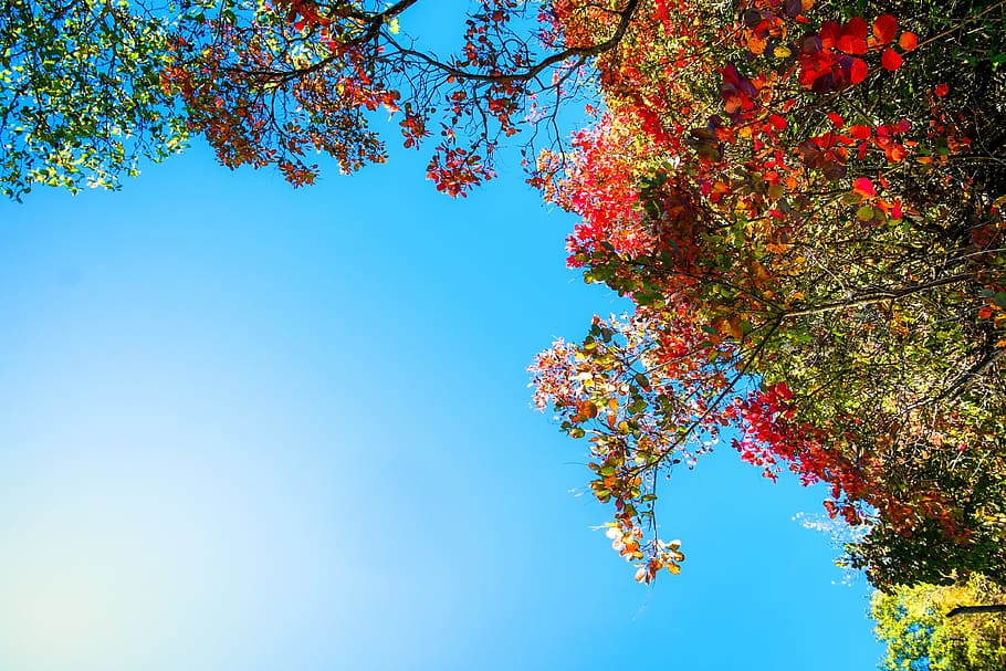 autumn, colors, sky, trees, leaves, nature, red, landscape HD wallpaper