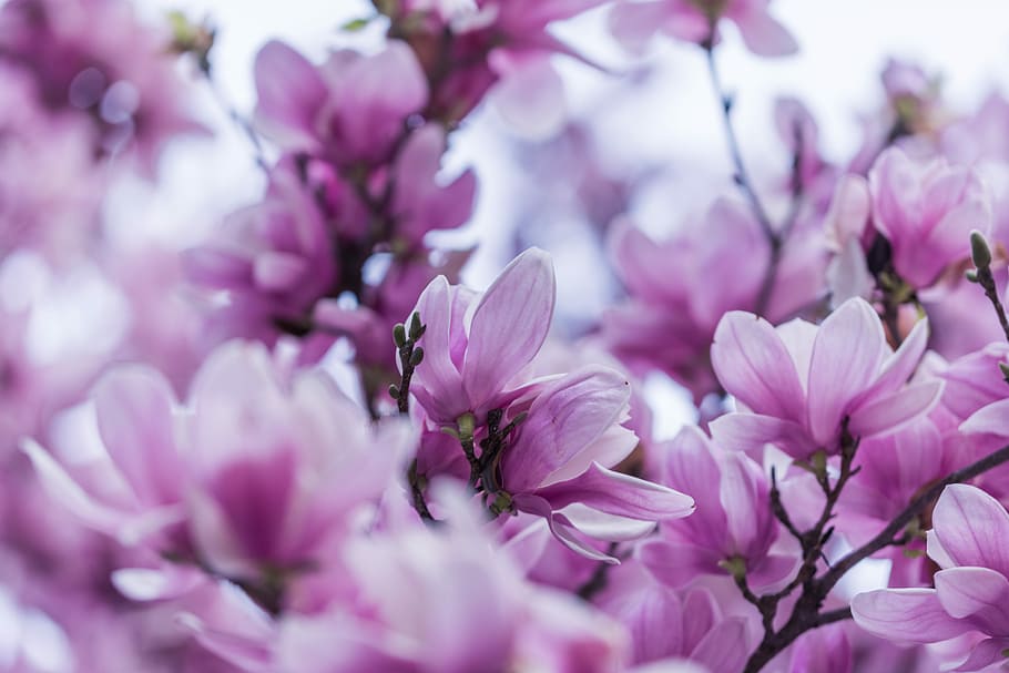 selective focus photography of purple orchid flowers, shallow focus photography of pink flowers HD wallpaper