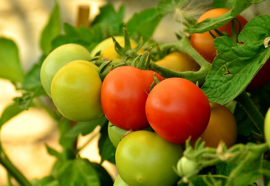 selective focus photography of tomatoes, ripe, immature, red, HD wallpaper