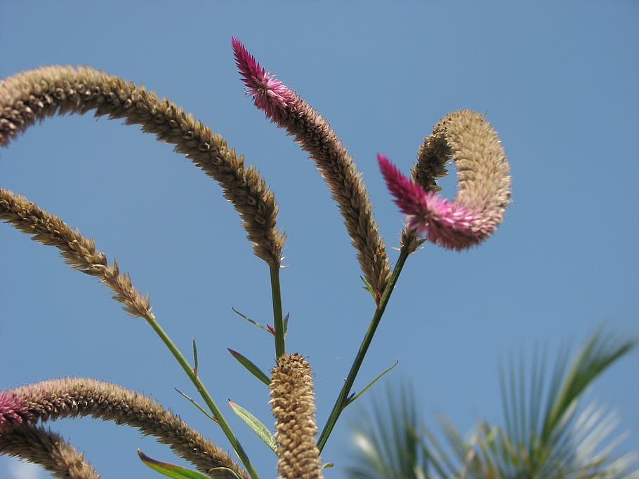 flower, flora, flowers, plant, growth, sky, nature, flowering plant HD wallpaper