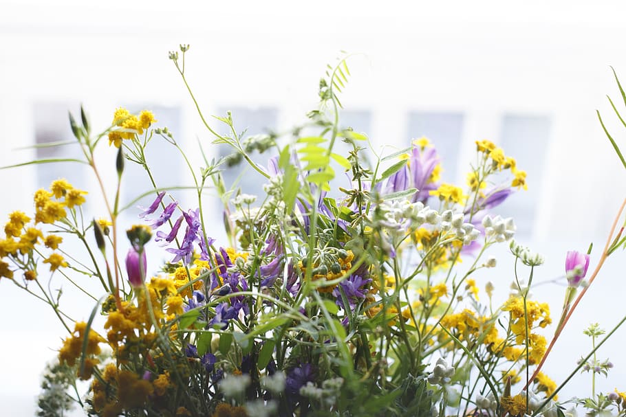 flowers, nature, blossoms, branches, stems, stalk, assorted HD wallpaper