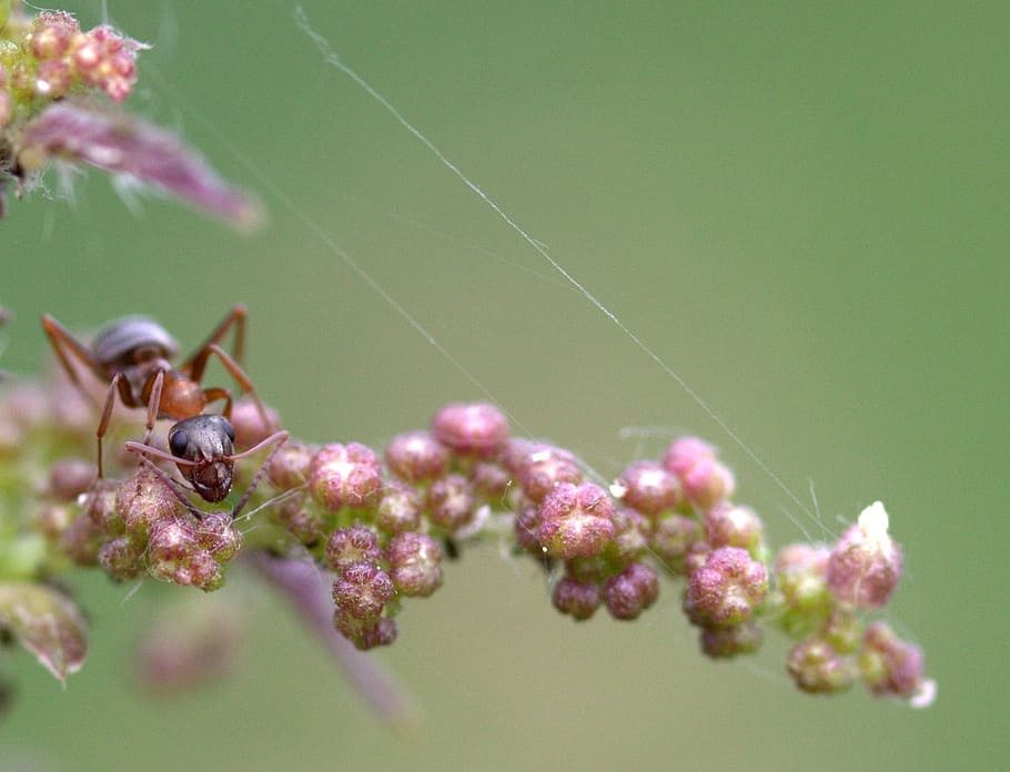 ant, plant, macro, insecta, flower, fragility, vulnerability HD wallpaper
