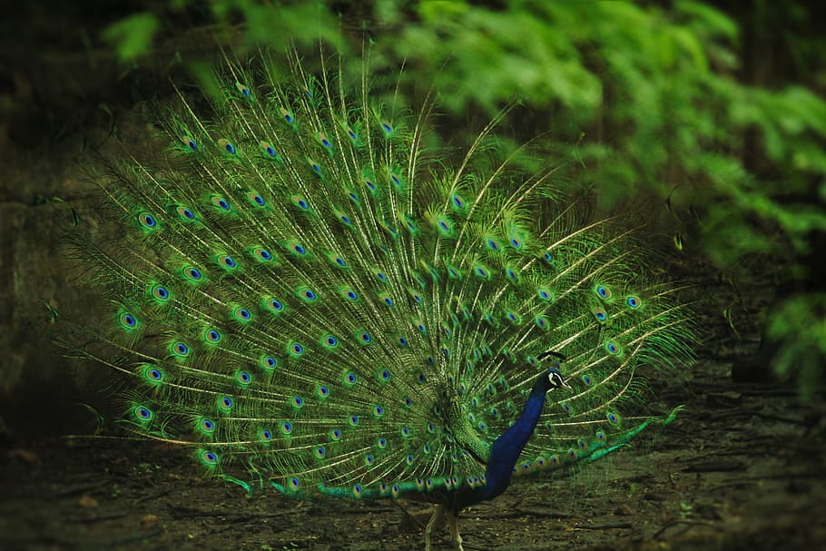 focus photo of green and blue peacock, indian peafowl, pavo cristatus, HD wallpaper