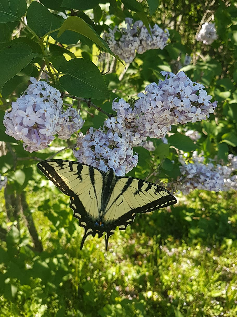 lilac, monarch, butterfly, plant, flower, flowering plant, fragility HD wallpaper