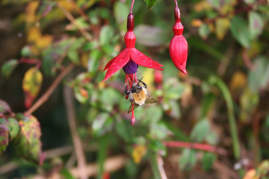 bee, fuschia, insect, blooms, vivid, honey bee, petal, outdoors, HD wallpaper