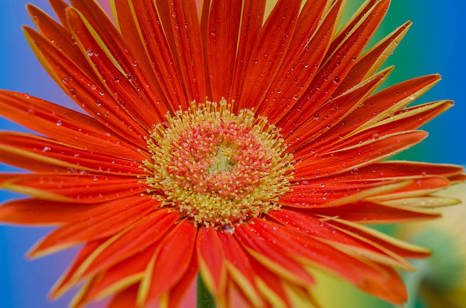 Flowers, Gerbera, Blossom, Bloom, Close, spring, petal, fragility HD wallpaper