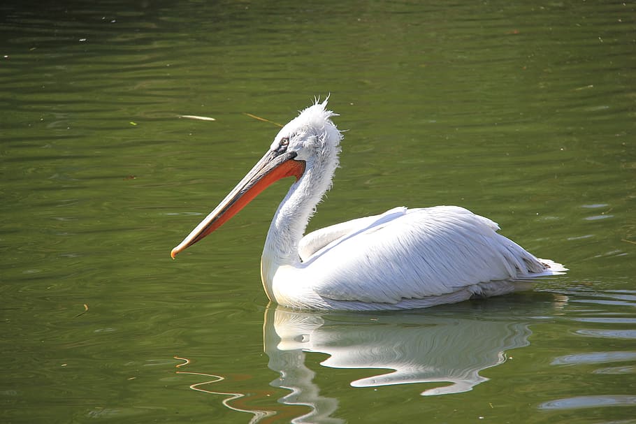 bird, lake, water, animals in the wild, animal wildlife, animal themes HD wallpaper