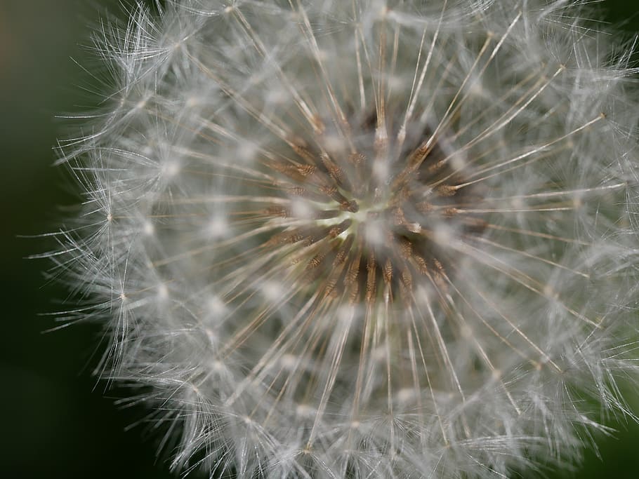 dandelion, seed, macro, fragility, flower, vulnerability, flowering plant HD wallpaper