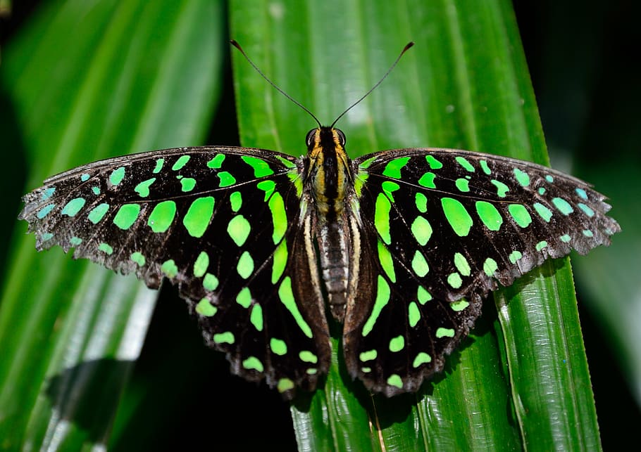 green and black butterfly on green leaf in closeup shot, spotted, HD wallpaper