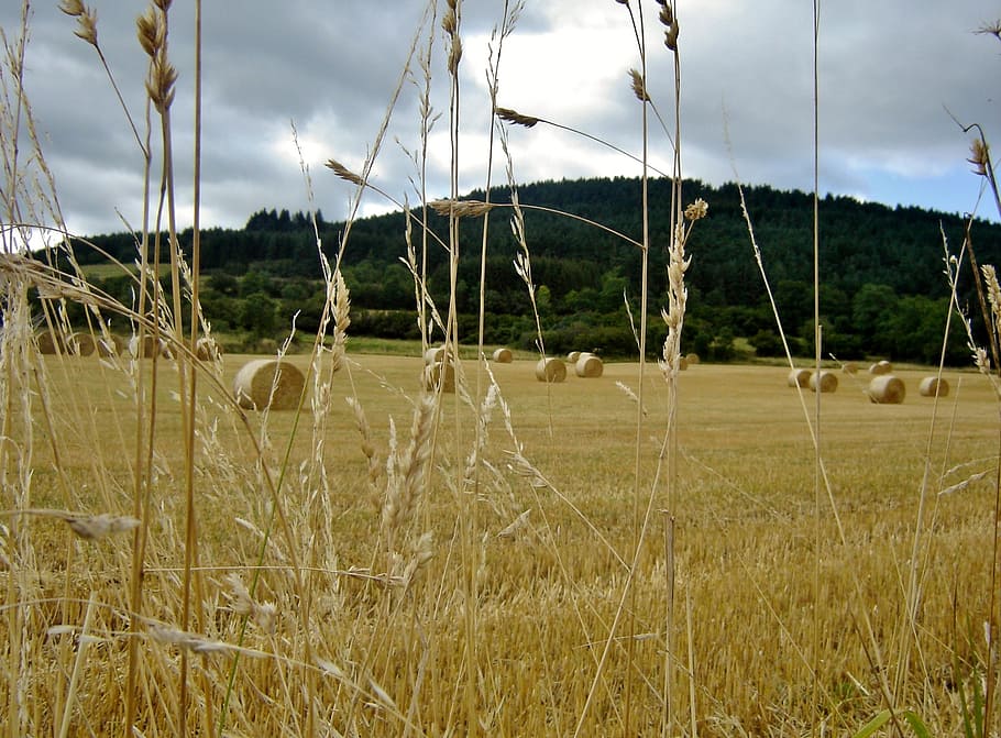 fall, field, landscape, harvest, cloud - sky, plant, grass HD wallpaper
