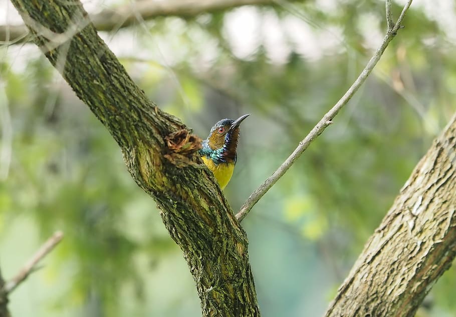 nature, tree, bird, park, sunbird, natural, season, outdoor HD wallpaper