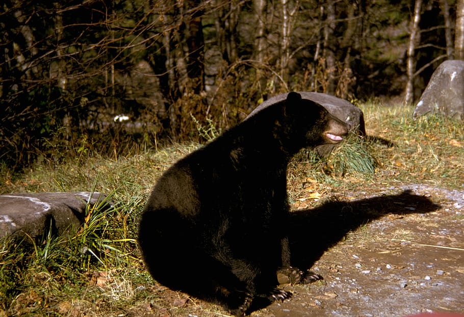 Black Bear in Great Smoky Mountains National Park, Tennessee, HD wallpaper