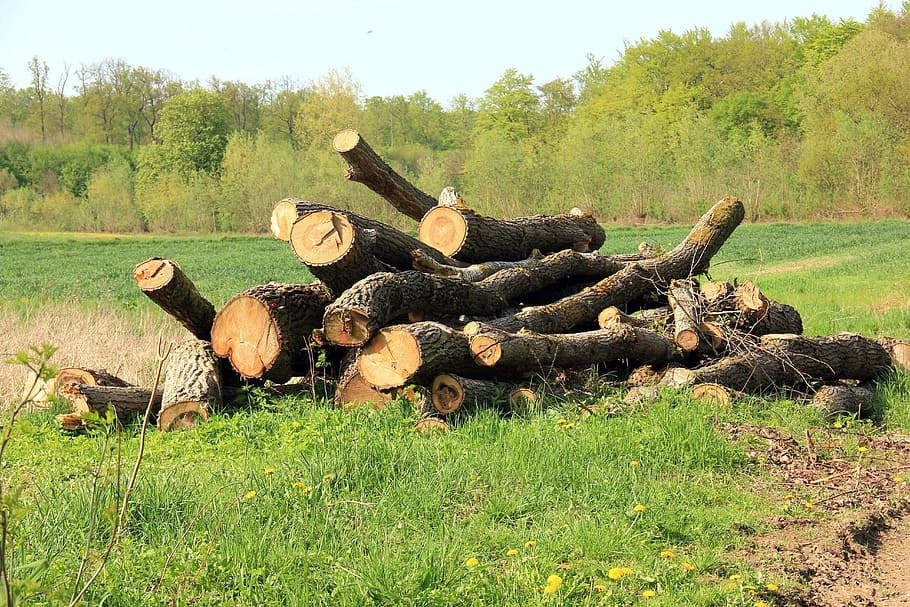 wood, forest, landscape, tree trunks, plant, grass, log, timber HD wallpaper