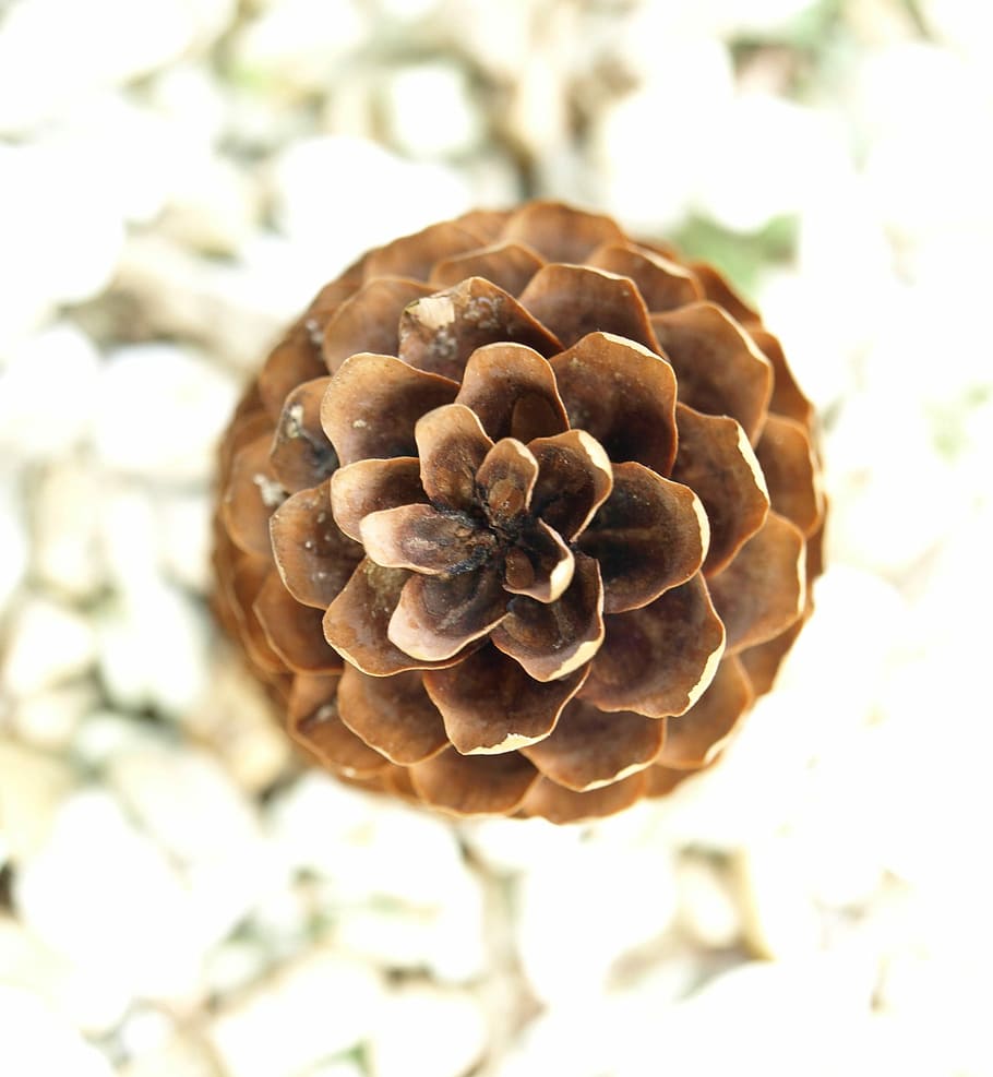 Pine Cones, Conifer, Spruce, Forest, nature, focus on foreground HD wallpaper
