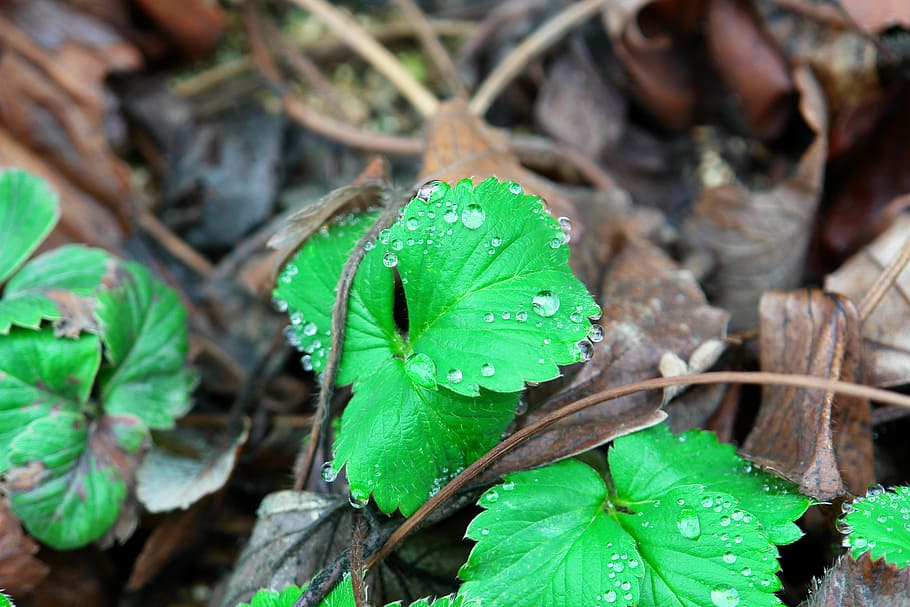 strawberry, strawberry leaf, herb, plant part, green color HD wallpaper