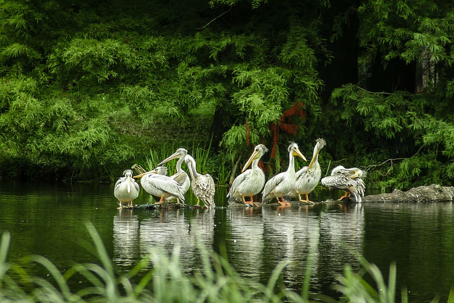 pelicans, lake, zoo, hagenbeck, hamburg, island, break, group, HD wallpaper