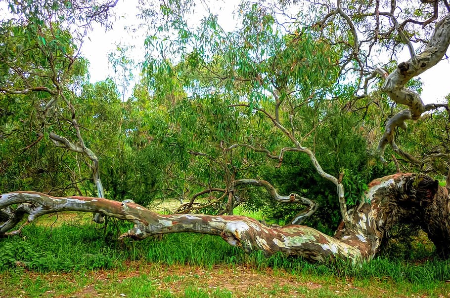 nature, tree, wood, grass, flora, plant, green color, growth HD wallpaper