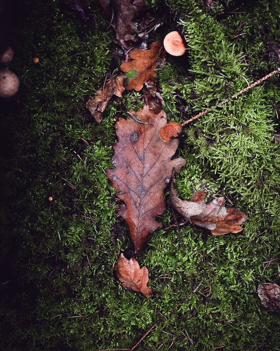 brown leaves on green grass field, dry leaves on green grasses HD wallpaper