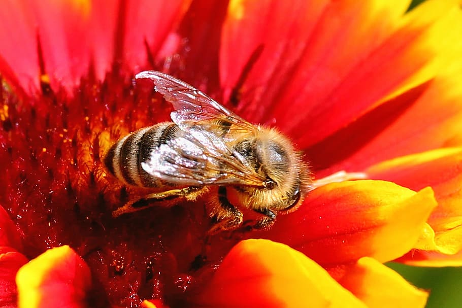 Bee, Insect, Blossom, Bloom, Flower, nature, pollination, macro HD wallpaper