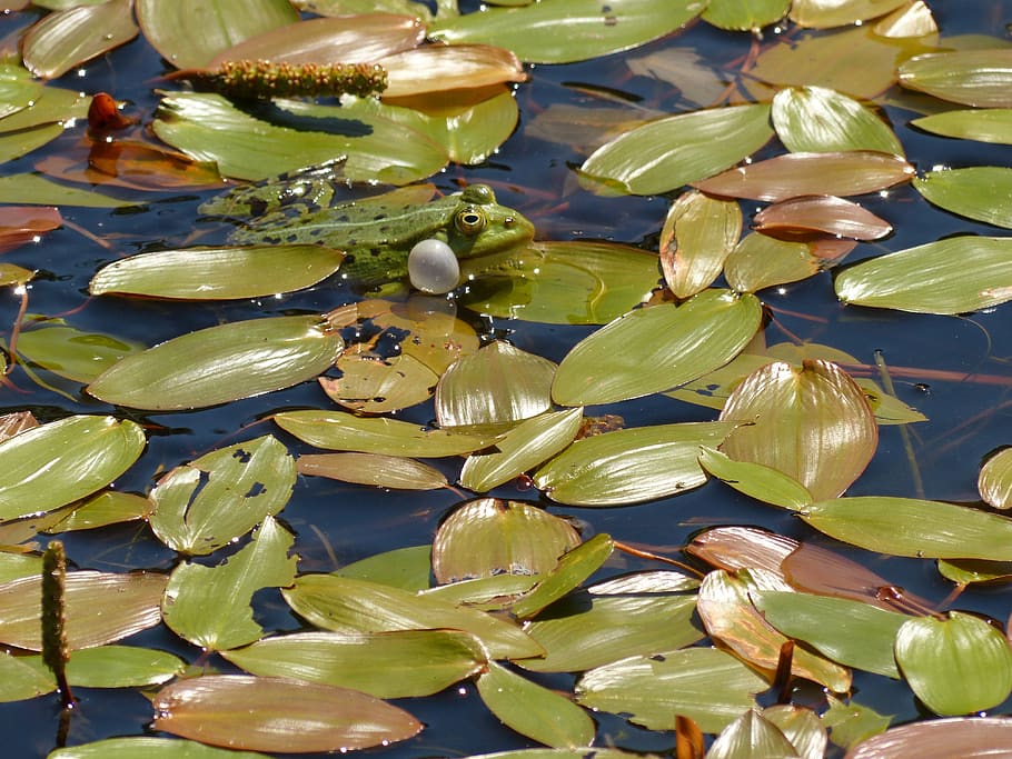 frog, frog pond, plant part, leaf, no people, lake, water, growth HD wallpaper
