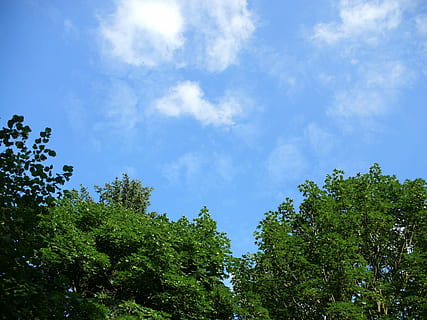 sky, forest, trees, clouds, mood, view, blue, green, clear HD wallpaper
