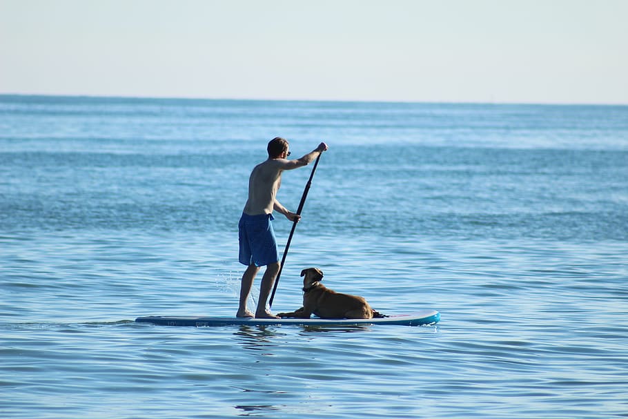 trust, loyalty, canine, water, sea, horizon over water, real people HD wallpaper