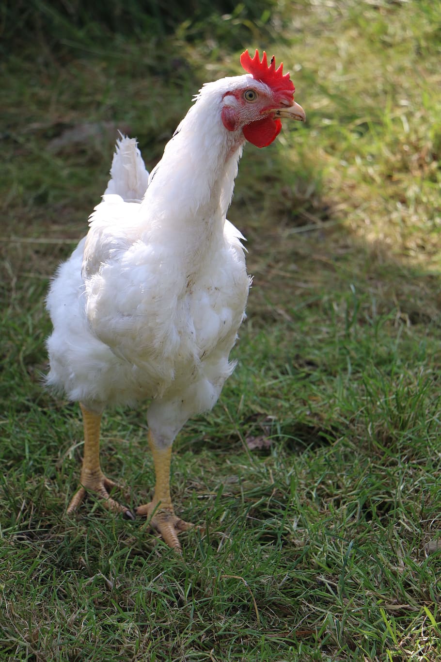 hahn, chicken, hof, chickens, bird, poultry, farm, gockel, animal HD wallpaper