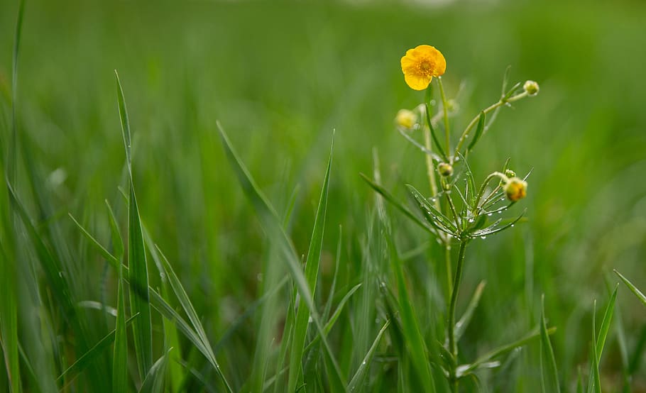 flower, macro, grass, plant, growth, green color, field, flowering plant HD wallpaper