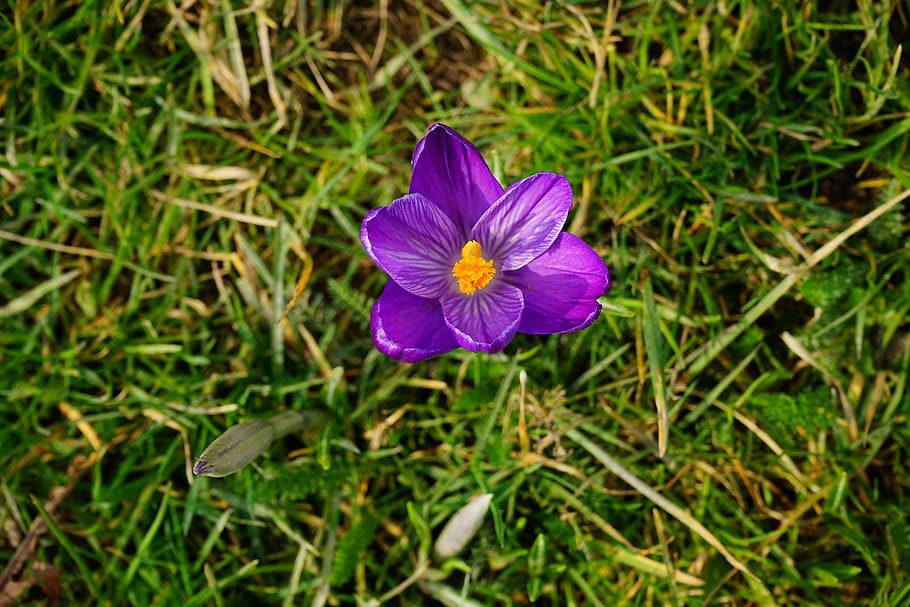 crocus, flower, blossom, bloom, purple, close, spring, bühen HD wallpaper