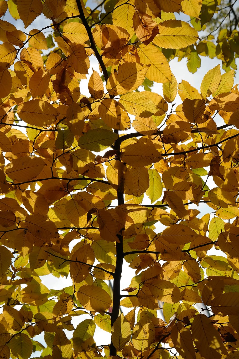 Hornbeam, Tree, Autumn, Leaves, fall color, yellow, coloring, HD wallpaper